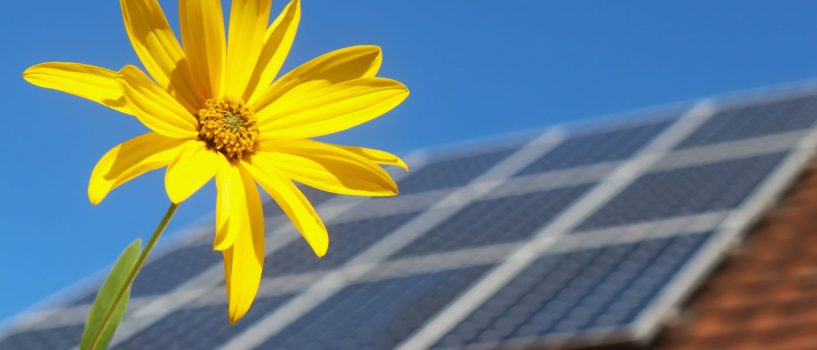 powercharge-solar-sunflower